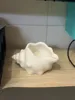 Rounded Conch Container 100x77x57mm