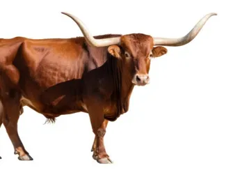 Longhorn Cow 2