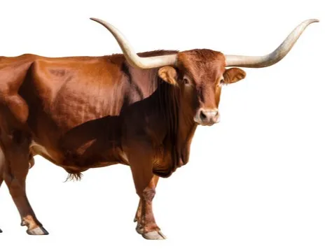 Longhorn Cow 2