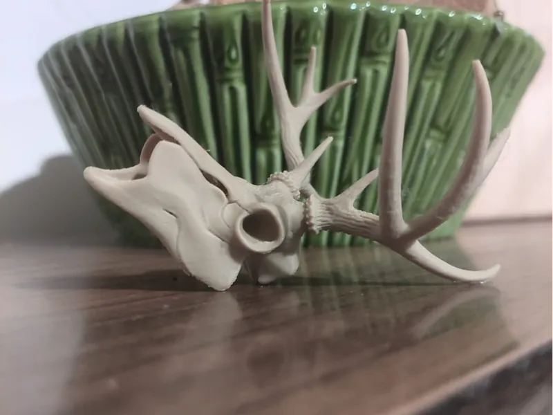 Deer Skull