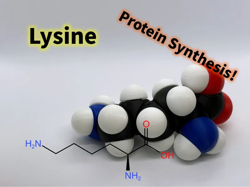 Lysine molfidget with rotatable bonds