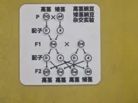 孟德尔分离定律