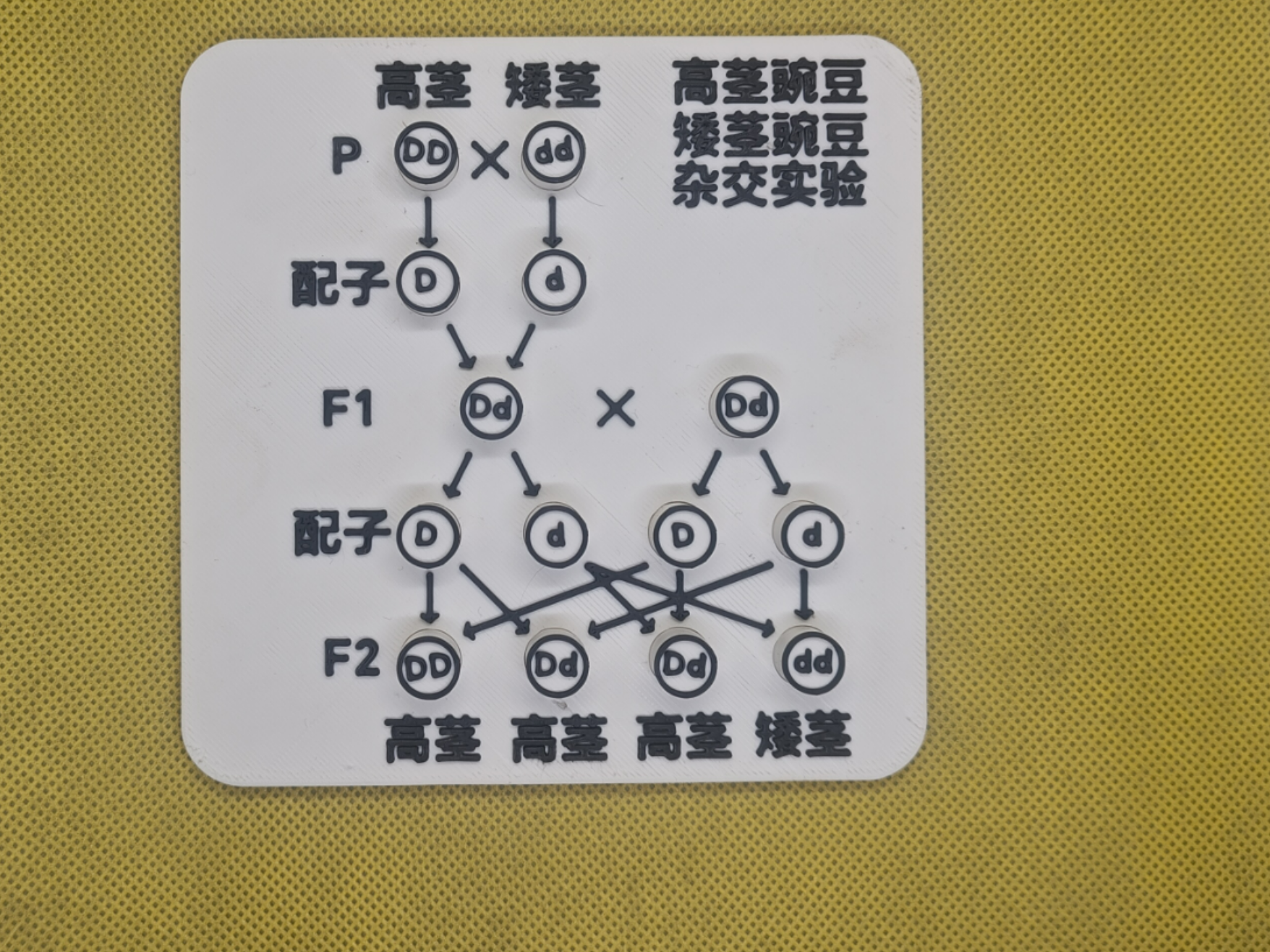 孟德尔遗传定律