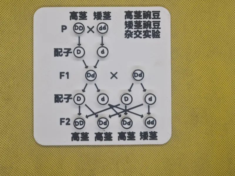 孟德尔遗传定律