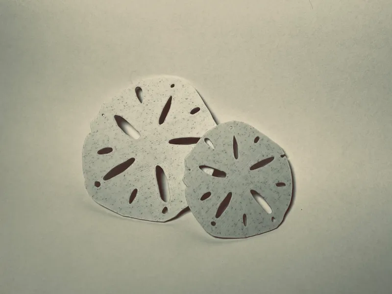 Sand dollar