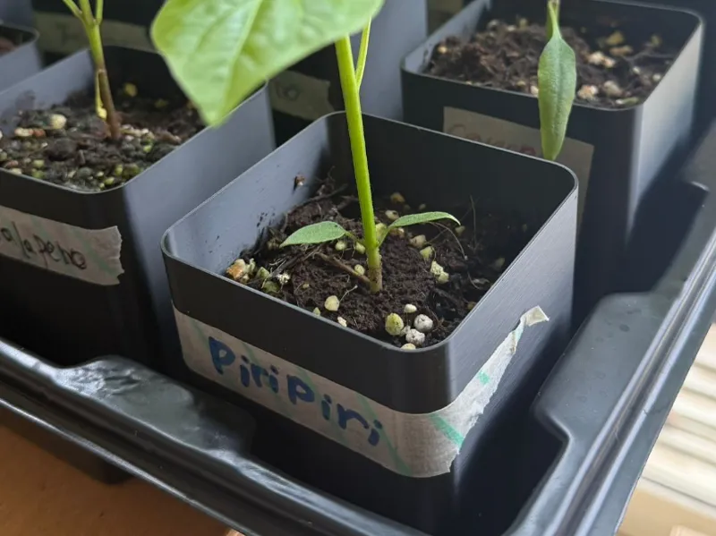 Seedling Pot with Push-Out Bottom