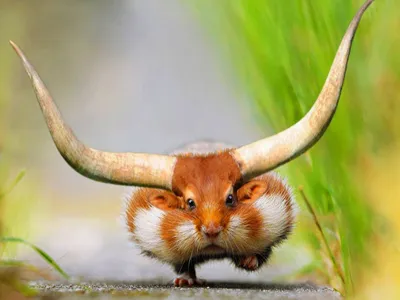 bull hamster animal