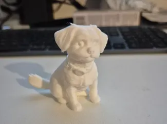 Malshi Maltese Shih Tzu