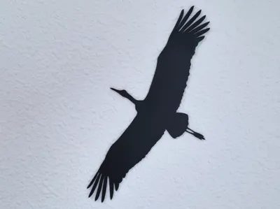 White Stork Silhouette (Ciconia ciconia)