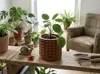 Orb Planter - baby plants - inner diameter 6,7 cm