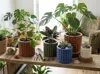 Orb Planter - small plants - inner diameter 8,6 cm