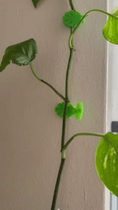 Wall Plant Holder