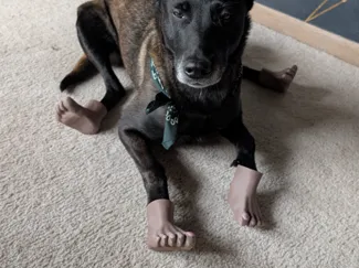 Uncanny Human Dog Feet