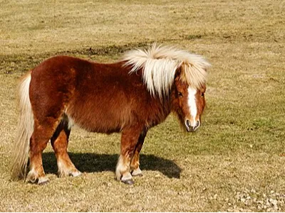 Pony