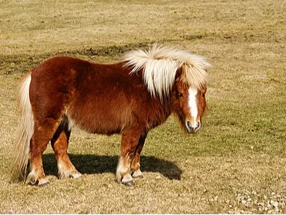 Pony