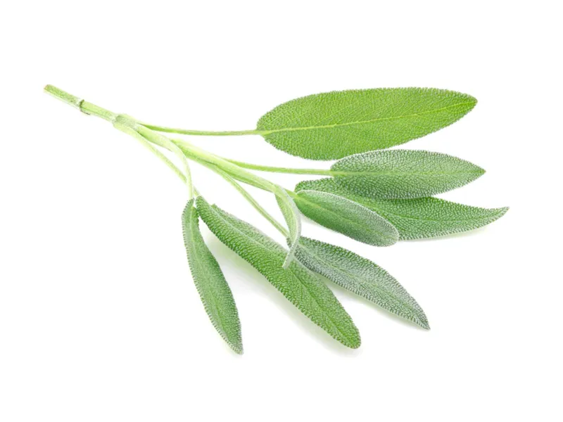 Sage