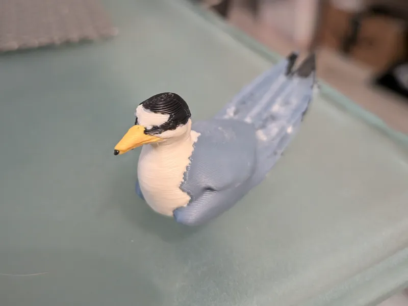 Least Tern