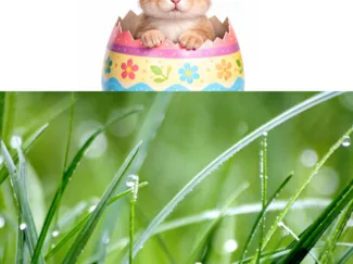 Easter bunny