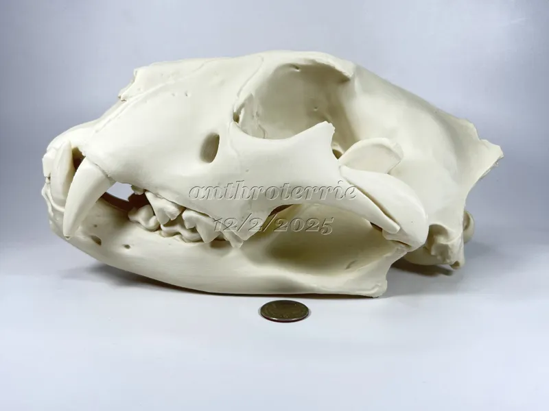 Lion Cranium and Mandible