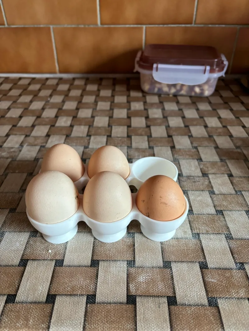 Eggs XL size 6pack rack