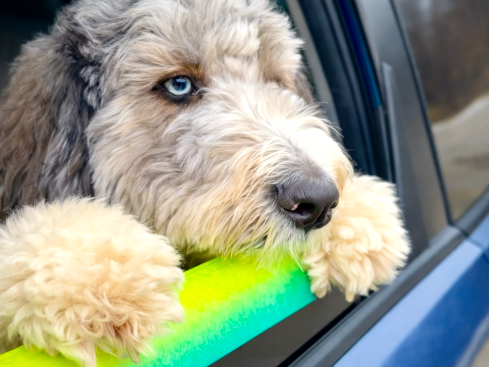 Dog Car Window Cushion - TPU