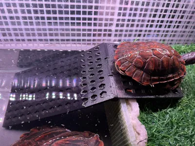 Turtle Tank Ramp
