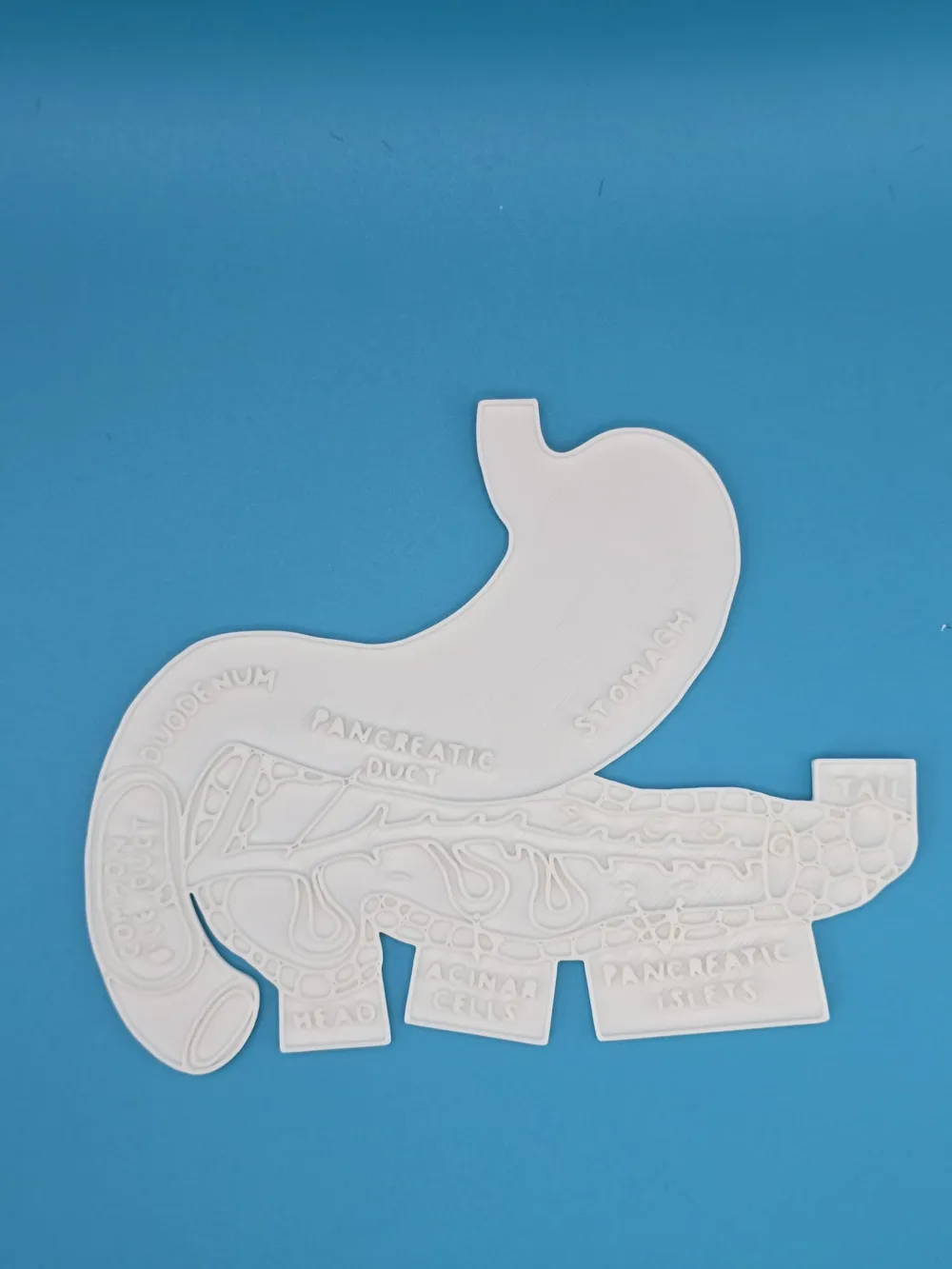 Pancreas Anatomy Coloring Craft Education by Merilno3D MakerWorld ...