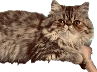 Twinkle Persian cat 