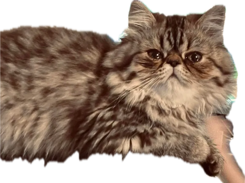 Twinkle Persian cat 