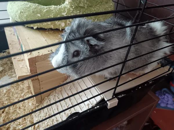 https://makerworld.bblmw.com/makerworld/model/UScce2a75f883a6c/design/2025-05-08_9933ece67fbdb.jpg