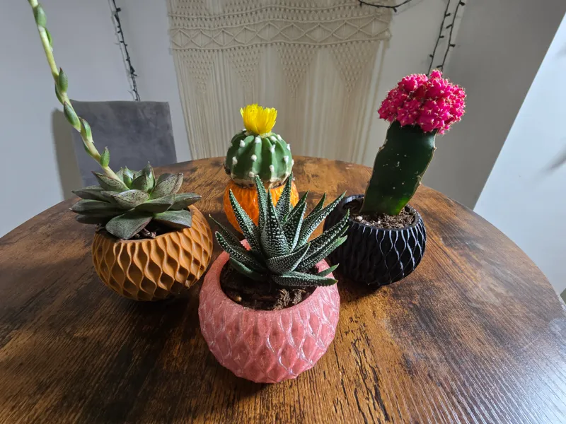 Simple bowl Plants and Lights