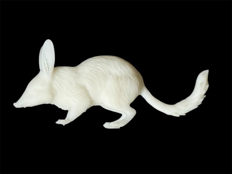 Australian Bilby