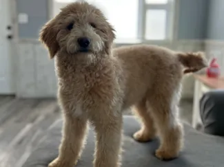 goldendoodle