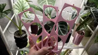 Holders