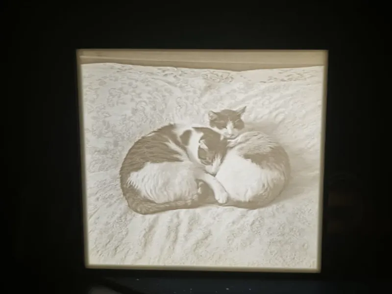 litofania gatti