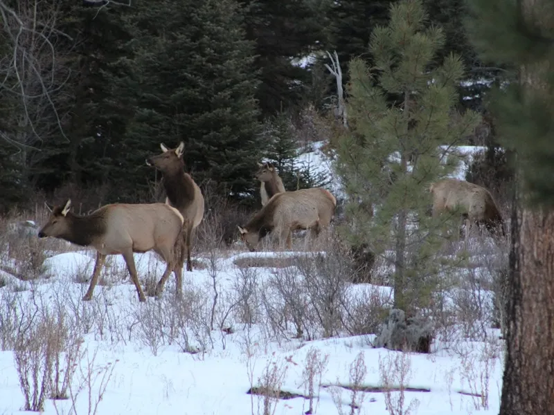 Lithophane Elk