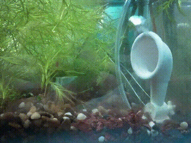 海绵宝宝汽笛闹钟（水下可转）