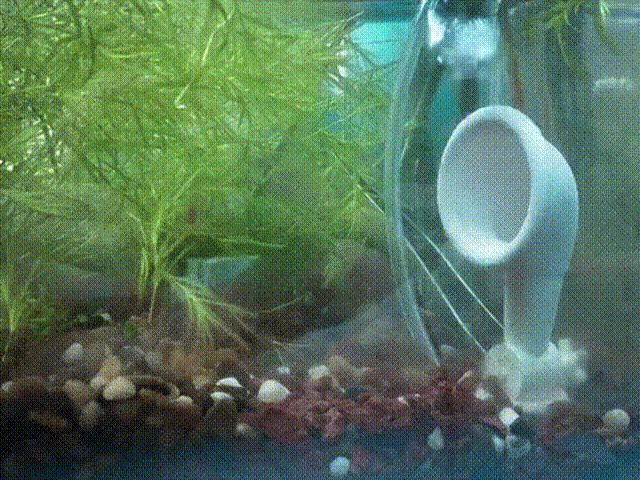 海绵宝宝汽笛闹钟（水下可转）