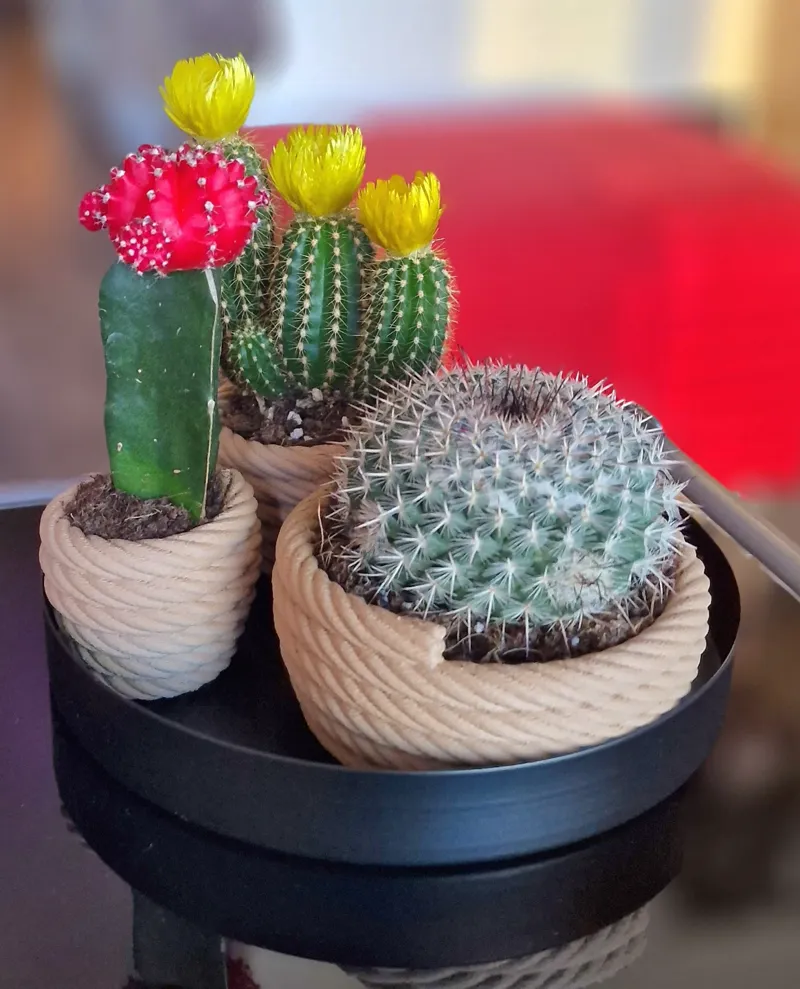 Rope Bowls Nest