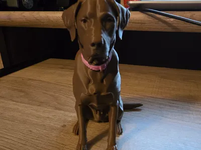 Chocolate Lab