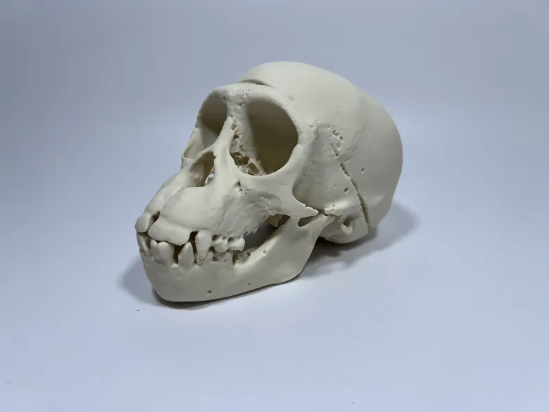 Young Chimpanzee Cranium and Mandible