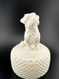 Chien Malshi (croisé Bichon maltais) — photo 4
