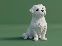 Chien Malshi (croisé Bichon maltais) — photo 2