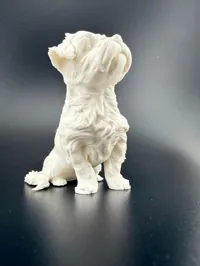Chien Malshi (croisé Bichon maltais) — photo 3