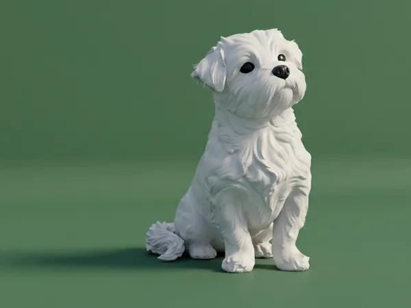 Chien Malshi (croisé Bichon maltais)