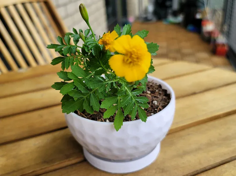 Golf Ball Themed Planter with Integrated Drainage