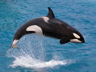 orca flexi