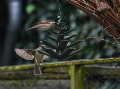 Birdfeeder pinecone
