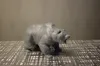 Bear Small - 0.15mm layer, 2 walls, 10% infill