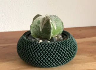 Plant Pot